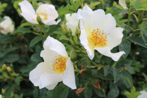 GOLDEN WINGS (floribunda)